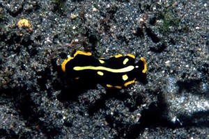 Verme piatto (Pseudoceros cf. scintillatus)