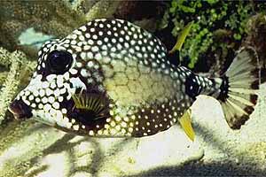 Pesce scatola (Lactophrys triqueter)