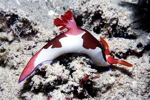 Nembrotha (Nembrotha purpureolineata)