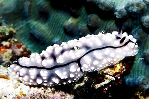 Nudibranchio (Phyllidiopsis pipeki)