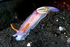 Hypselodoris (Hypselodoris bullocki)