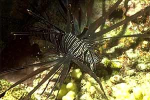 Pesce cobra (Pterois miles)