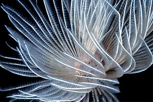 Spirografo (Sabellastarte spectabilis)