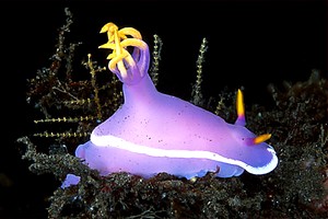 Hypselodoris (Hypselodoris bullocki)