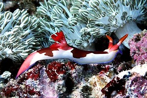 Nembrotha (Nembrotha purpureolineata)