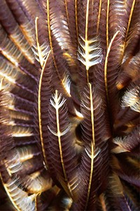 Spirografo (Sabellastarte indica)