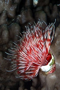 Spirografo (Protula magnifica)