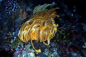 Crinoide (Oxycomanthus bennetti)