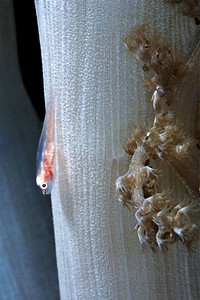 Gobide (Pleurosicya boldinghi)