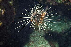 Pesce cobra (Pterois radiata)