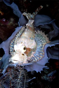 Pesce scorpione tassellato (Scorpaenopsis oxycephalus)