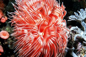 Spirografo (Protula magnifica)