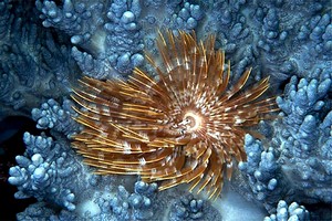 Spirografo (Sabellastarte spectabilis)