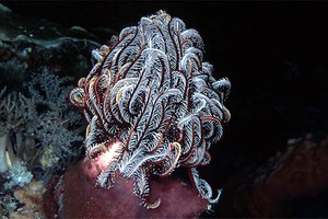 Crinoide (Comanthina schlegelii)