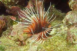 Pesce cobra (Pterois radiata)
