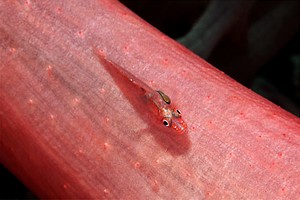 Gobide (Pleurosicya mossambica)