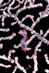 Cavalluccio marino pigmeo (Hippocampus bargibanti)