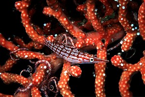 Pesce falco muso lungo (Oxycirrhites typus)