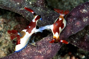 Nembrotha (Nembrotha purpureolineata)