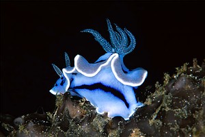 Chromodoris willani (Chromodoris willani)