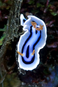 Chromodoris (Chromodoris lochi)