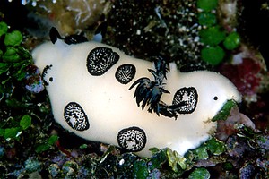 Jorunna (Jorunna funebris)