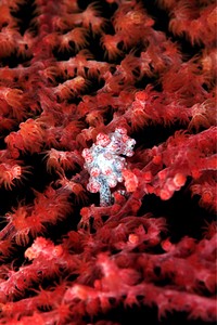 Cavalluccio marino pigmeo (Hippocampus bargibanti)