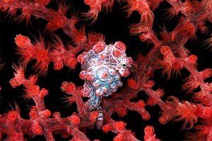 Cavalluccio marino pigmeo (Hippocampus bargibanti)