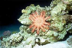 Stella corona di spine (Acanthaster planci)