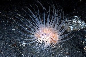 Cerianto (Cerianthus sp.)