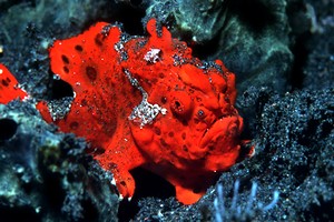 Pesce rana maculato (Antennarius maculatus)