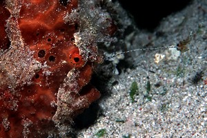 Pesce rana pitturato (Antennarius pictus)