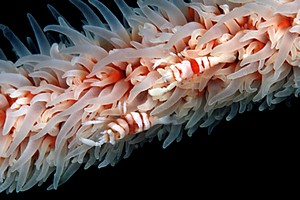Gamberetto del corallo nero (Pontonides unciger)