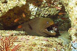 Murena (Gymnothorax castaneus)