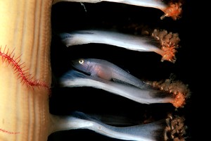 Gobide (Pleurosicya mossambica)