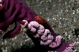 Gobide (Pleurosicya mossambica)