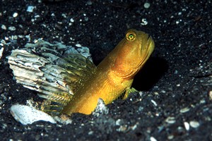 Ghiozzo giallo (Cryptocentrus cinctus)