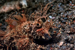 Pesce scorpione di Ambon (Pteroidichthys amboinensis)