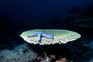 Stella Marina (Linckia laevigata)