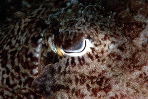 Seppia gigante del reef (Sepia latimanus)