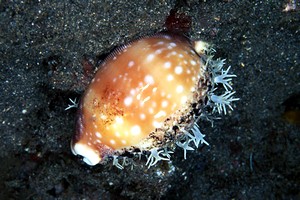 Ciprea vitello (Cypraea vitellus)