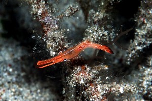 Gambero dal lungo rostro (Leander plumosus)