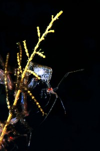 Gambero fantasma (Caprellid sp.)