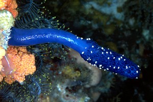 Tunicato (n.d. n.d.)