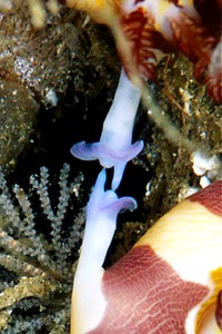 Nembrotha (Nembrotha purpureolineata)