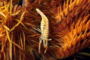 Gambero dei crinoidi (Periclimenes amboinensis)