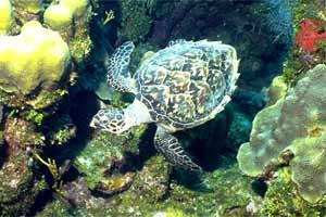 Tartaruga (Eretmochelys imbricata)