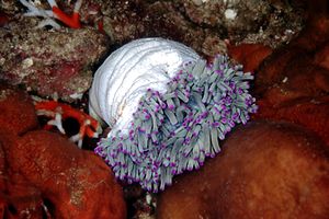 Arenicola (N.d. n.d.)