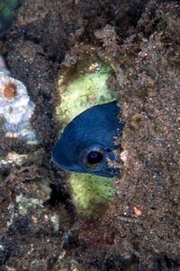 Arenicola (N.d. n.d.)