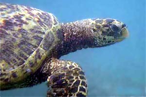 Tartaruga verde (Chelonia mydas)